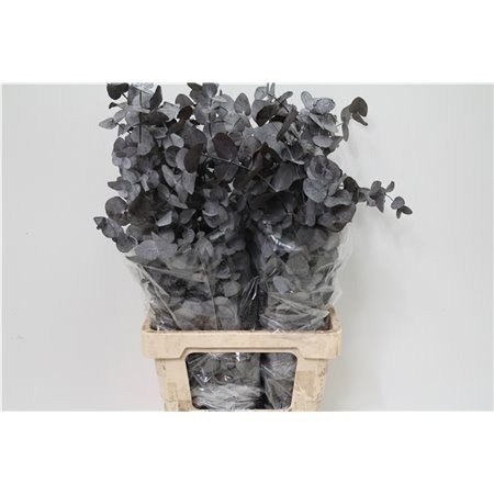 Evkaliptus Cinerea Pres Grey 200gr (p. bunch) c1328