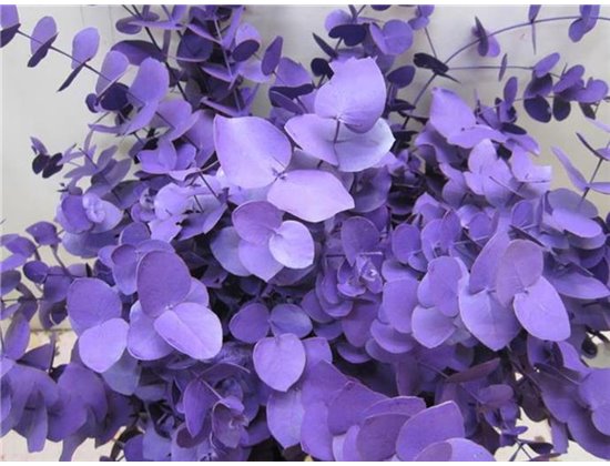 Evkaliptus Cinerea Purple c1329
