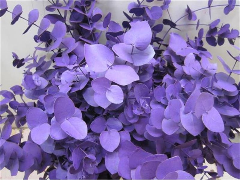 Evkaliptus Cinerea Purple c1329