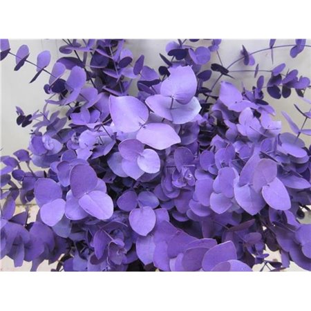 Evkaliptus Cinerea Purple c1329