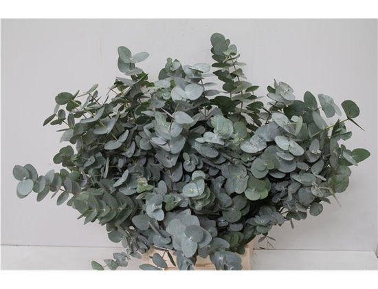 Evkaliptus Cinerea Sa 150gr (p. bunch) c1330