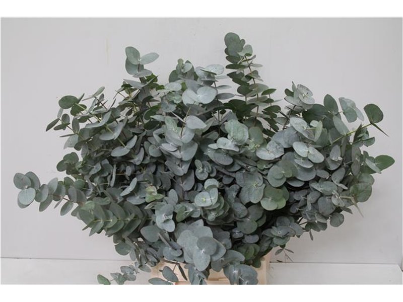 Evkaliptus Cinerea Sa 150gr (p. bunch) c1330