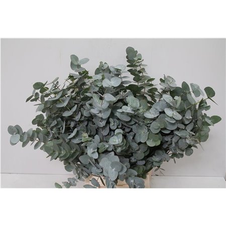 Evkaliptus Cinerea Sa 150gr (p. bunch) c1330