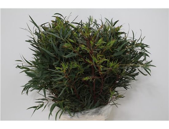 Evkaliptus Dominichina 300gr (p. bunch) c1332