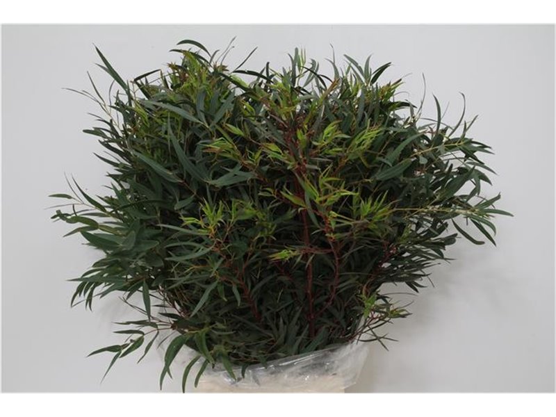 Evkaliptus Dominichina 300gr (p. bunch) c1332