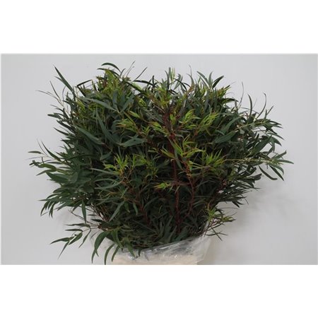 Evkaliptus Dominichina 300gr (p. bunch) c1332