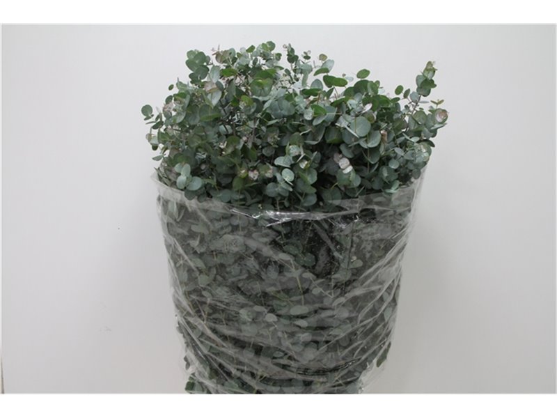 Evkaliptus Gunnii 300gr (p. bunch) c1333