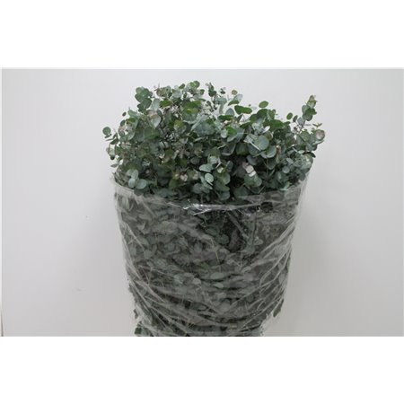 Evkaliptus Gunnii 300gr (p. bunch) c1333