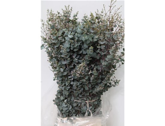 Evkaliptus Gunnii 300gr (p. bunch) c1334