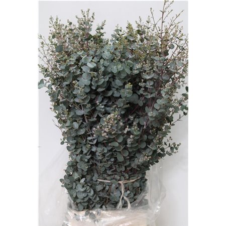 Evkaliptus Gunnii 300gr (p. bunch) c1334