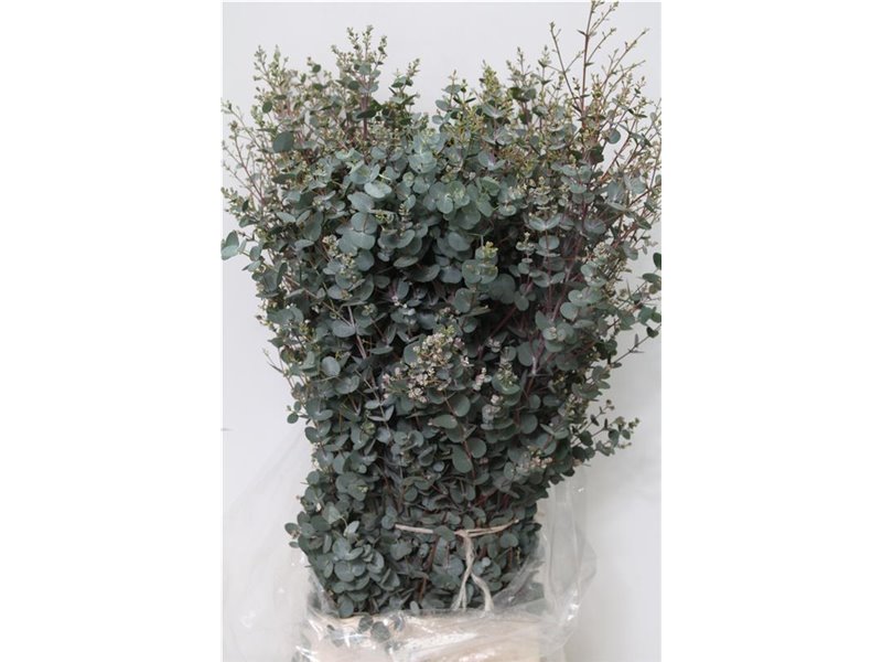 Evkaliptus Gunnii 300gr (p. bunch) c1335