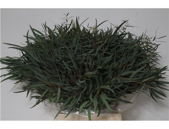 Evkaliptus Nicholii 150gr Short (p. bunch) c1337