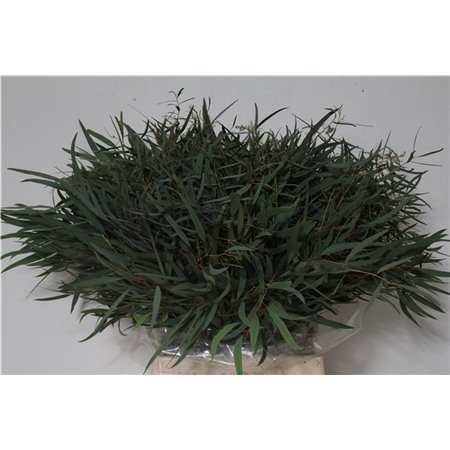 Evkaliptus Nicholii 150gr Short (p. bunch) c1337