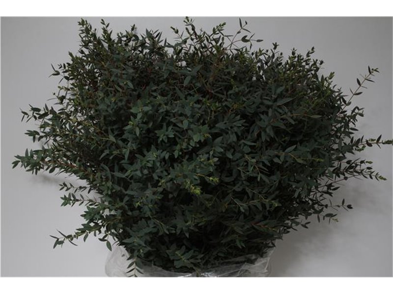 Evkaliptus Parvi 400gr (p. bunch) c1341