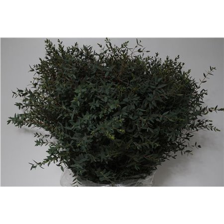 Evkaliptus Parvi 400gr (p. bunch) c1341