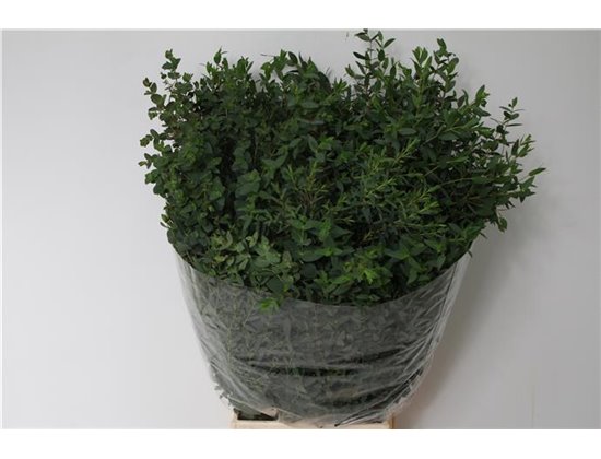 Evkaliptus Parvi Sa 150gr Short(p.bos) c1344