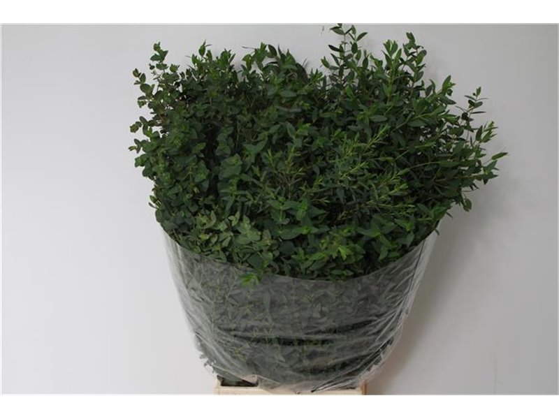 Evkaliptus Parvi Sa 300gr (p. bunch) c1345