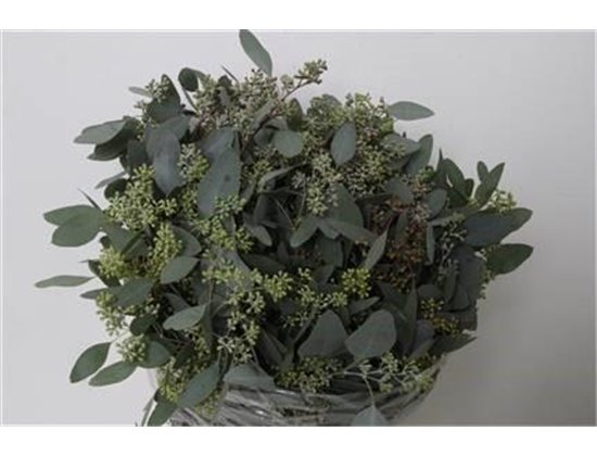 Evkaliptus Pencils 10 Stems (p. bunch) c1348