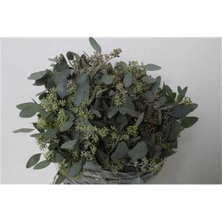 Evkaliptus Pencils 10 Stems (p. bunch) c1348