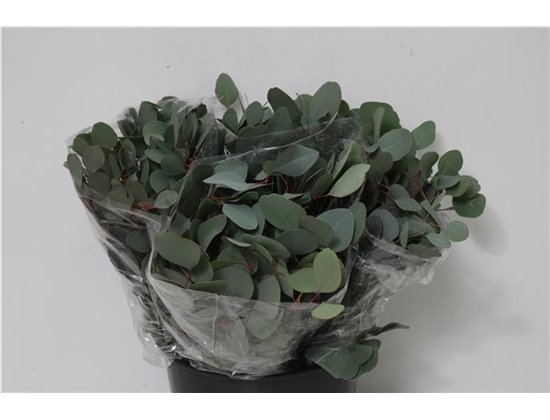 Evkaliptus Populus Leaf 150gr Short (p. bunch) c1350