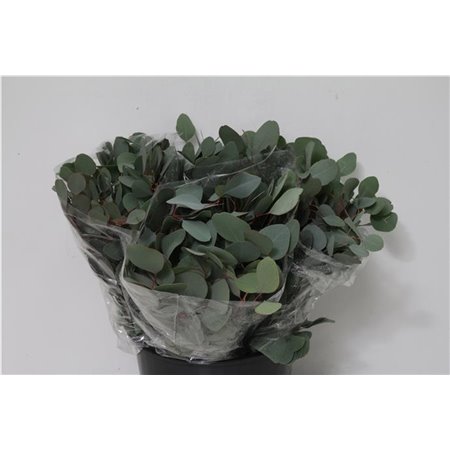 Evkaliptus Populus Leaf 150gr Short (p. bunch) c1350