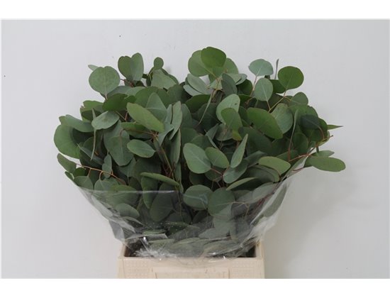 Evkaliptus Populus Leaf 150gr Short (p. bunch) c1352