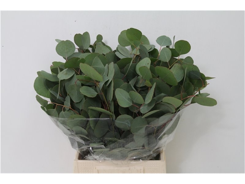 Evkaliptus Populus Leaf 150gr Short (p. bunch) c1352