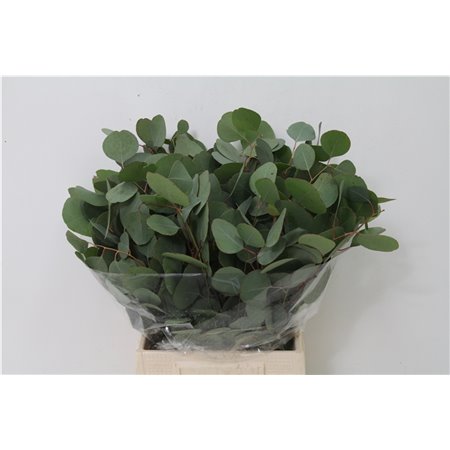 Evkaliptus Populus Leaf 150gr Short (p. bunch) c1352