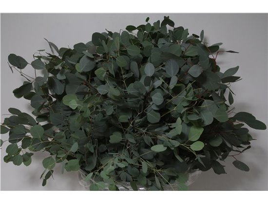 Evkaliptus Populus Leaf 300gr (p. bunch) c1353