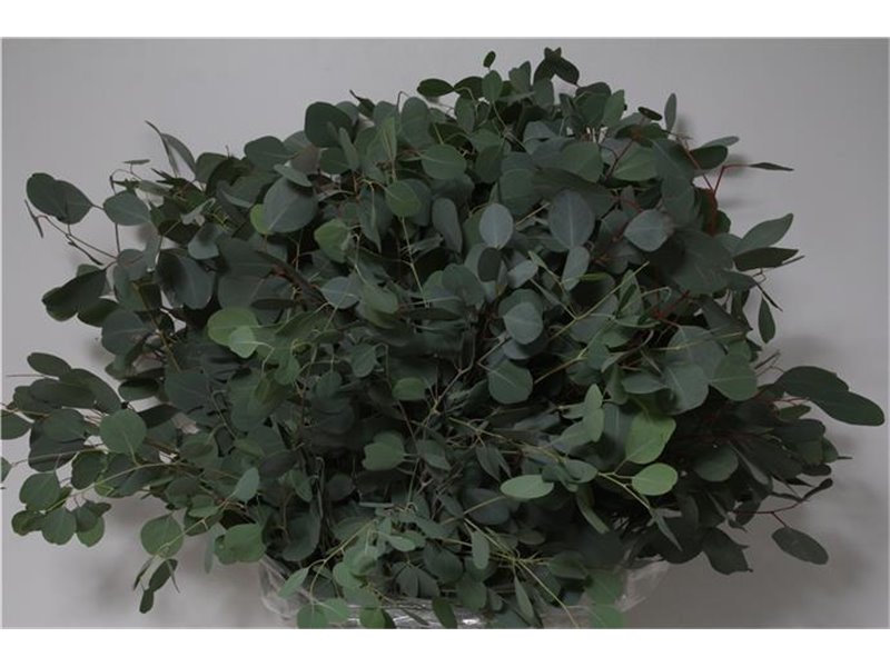 Evkaliptus Populus Leaf 300gr (p. bunch) c1353