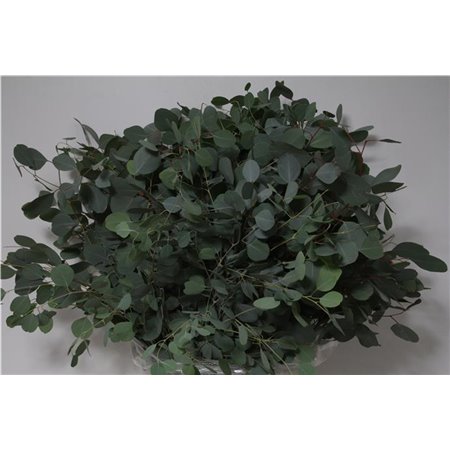Evkaliptus Populus Leaf 300gr (p. bunch) c1353