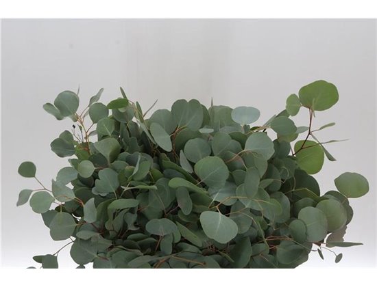 Evkaliptus Populus Leaf Sa 150gr Short (p. bunch) c1354