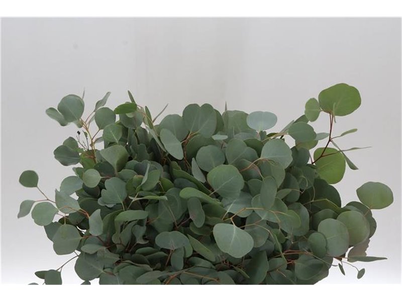 Evkaliptus Populus Leaf Sa 150gr Short (p. bunch) c1354