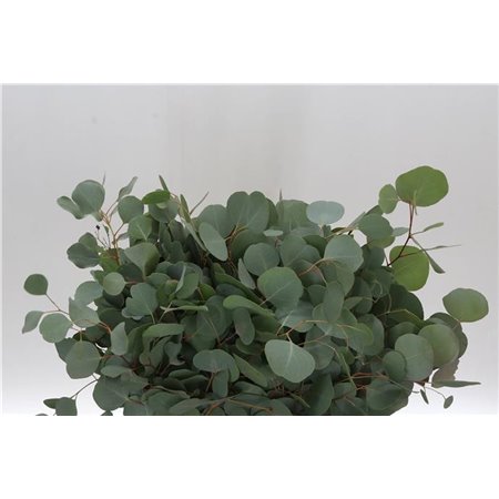 Evkaliptus Populus Leaf Sa 150gr Short (p. bunch) c1354