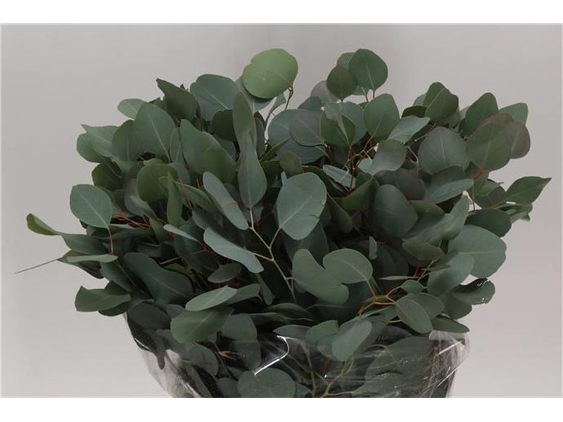 Evkaliptus Populus Leaf Sa 300gr (p. bunch) c1356