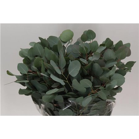 Evkaliptus Populus Leaf Sa 300gr (p. bunch) c1356