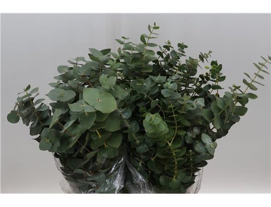 Evkaliptus Pulverana 150gr Short (p. bunch) c1357
