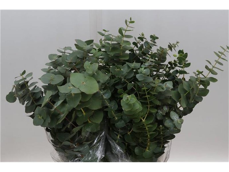 Evkaliptus Pulverana 150gr Short (p. bunch) c1357