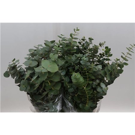 Evkaliptus Pulverana 150gr Short (p. bunch) c1357