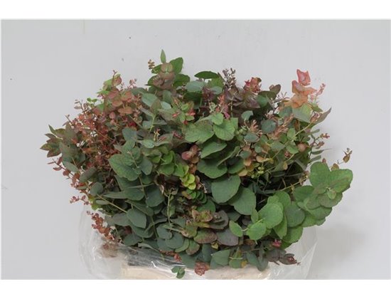 Evkaliptus Pulverana 150gr Short (p. bunch) c1358