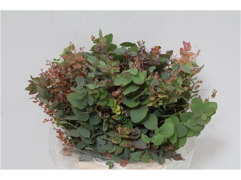 Evkaliptus Pulverana 150gr Short (p. bunch) c1358