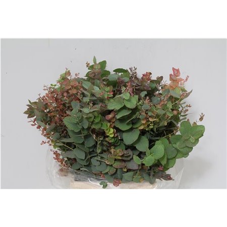 Evkaliptus Pulverana 150gr Short (p. bunch) c1358