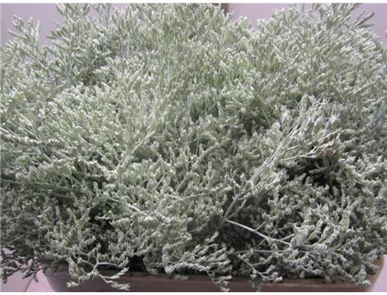 Limonium G Dark Cerise c1917