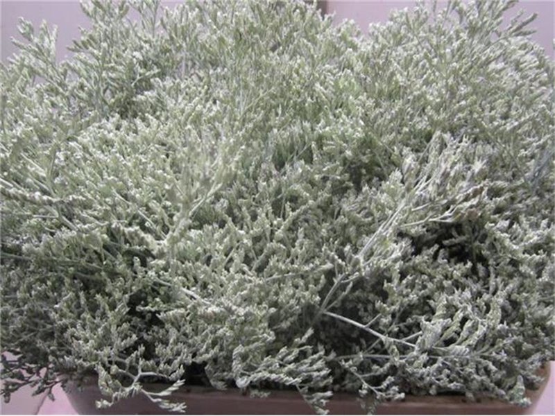 Limonium G Dark Cerise c1917