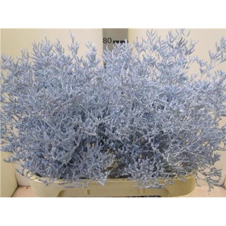 Limonium G Light Green c1918