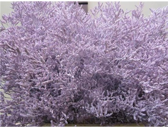 Limonium G Pale Blue c1919