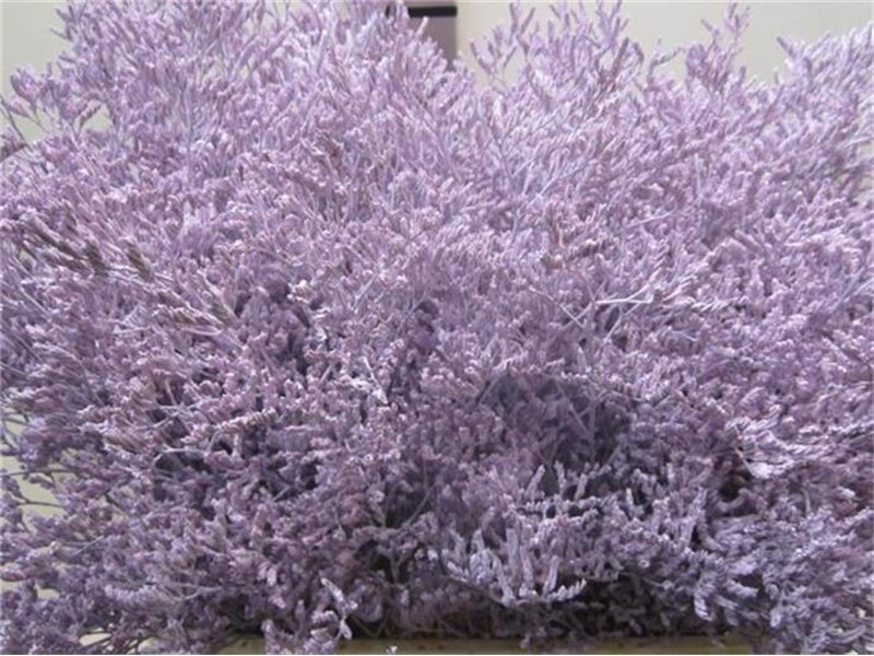 Limonium G Pale Blue c1919
