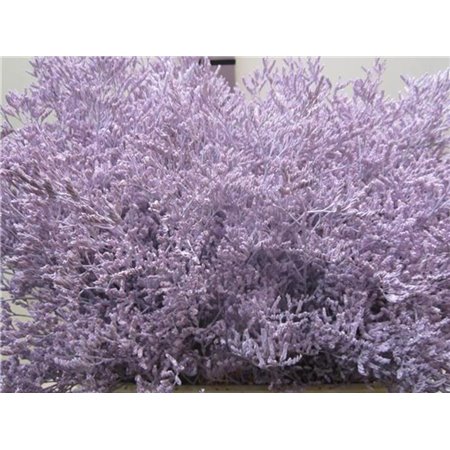 Limonium G Pale Blue c1919