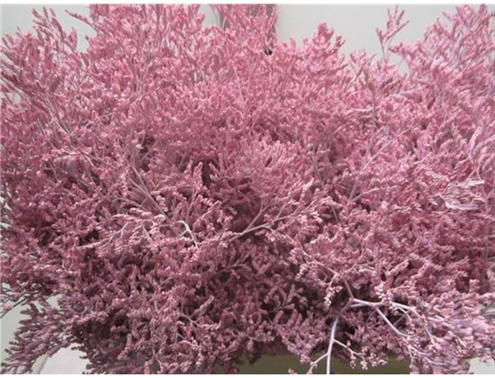 Limonium G Pale Milka c1920