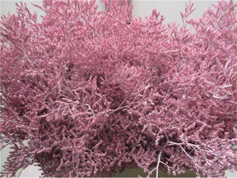 Limonium G Pale Milka c1920
